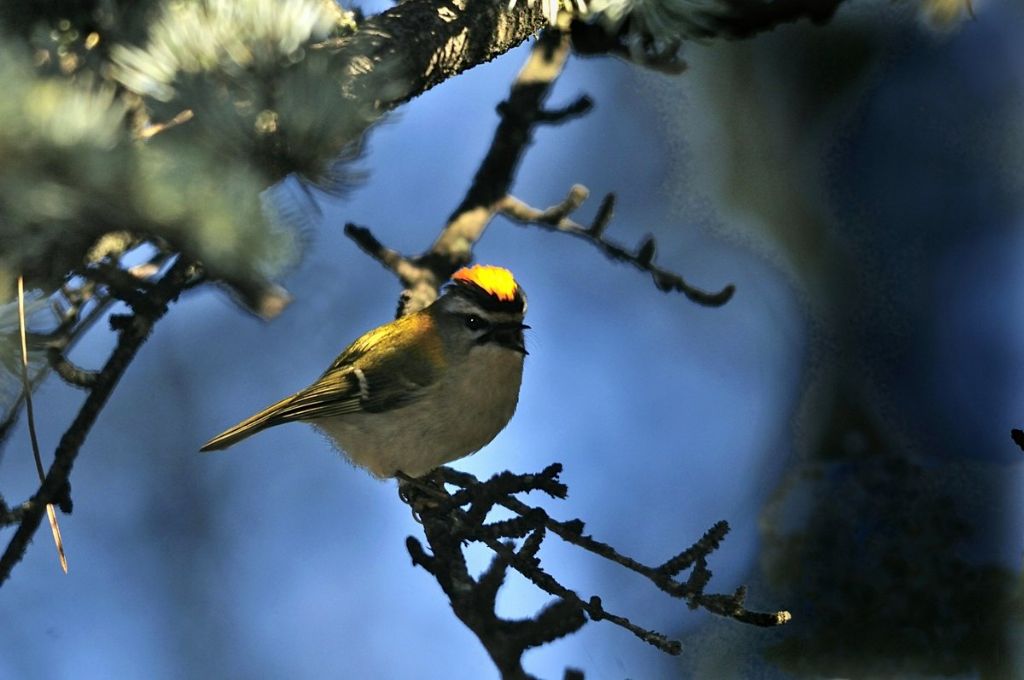 Le piume erettili del fiorrancino (Regulus ignicapillus)